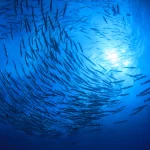 fish blue